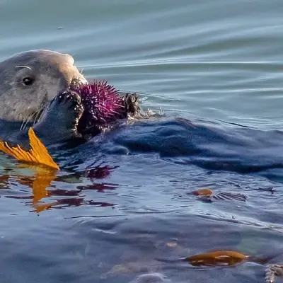 ottermiemuis@waag.social