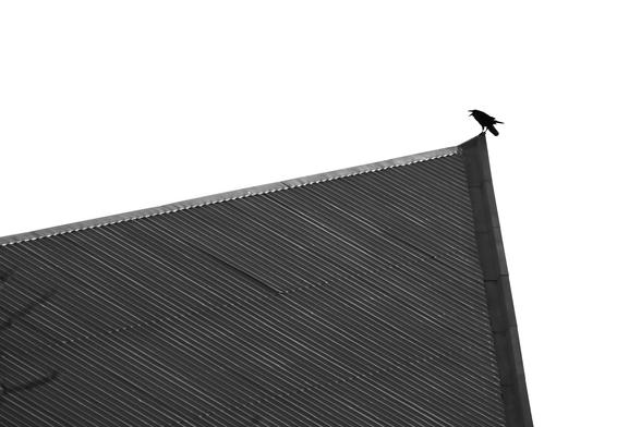A raven on a roof obviously making a lot of noise