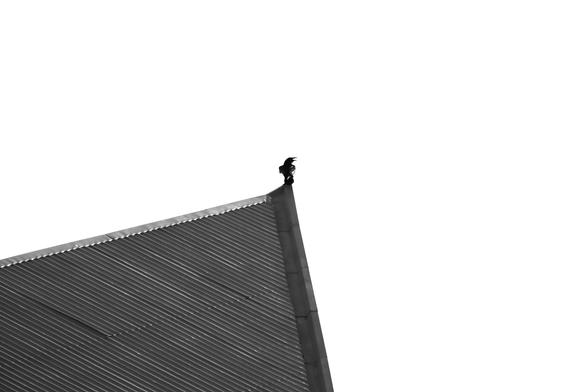 Still on the same roof, but now making the noise in the other direction.