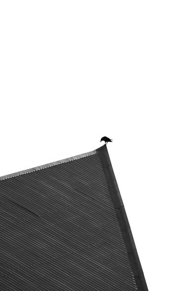 Finally, the raven pauses to see if anything's happening below.