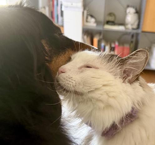 Dog licking cat face