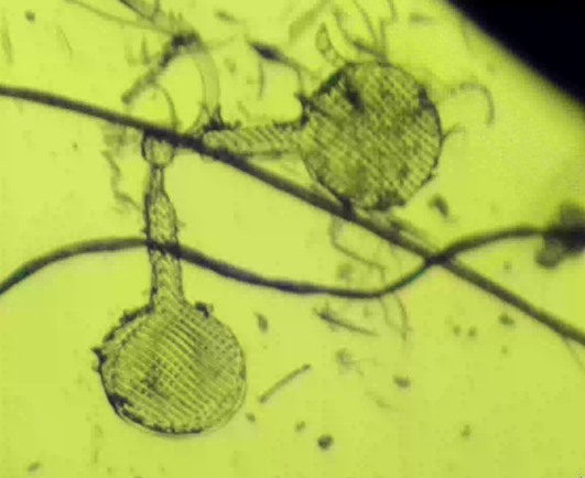 Two conjoined circles being pushed around under a microscope.