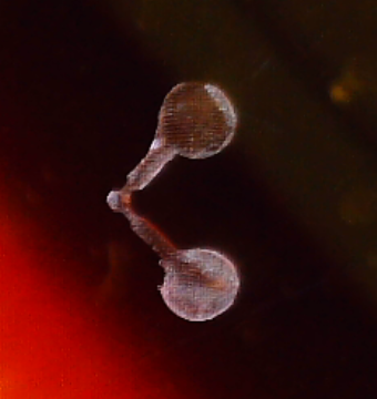 Micrograph. Two circles, each with an arm approx a diameter long sticking out perpendicular. The arms meet at right angles in a little box-like joint.