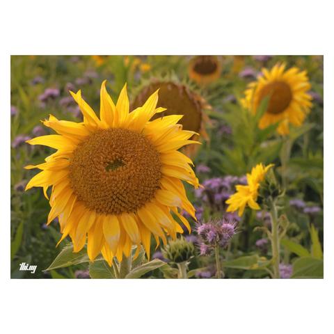 Close-up of a field of sunflowers and Fiddleneck during sunset.