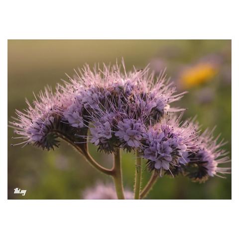Close-up of some backlit Fiddleneck flowers (Phacelia tanacetifolia Benth.)