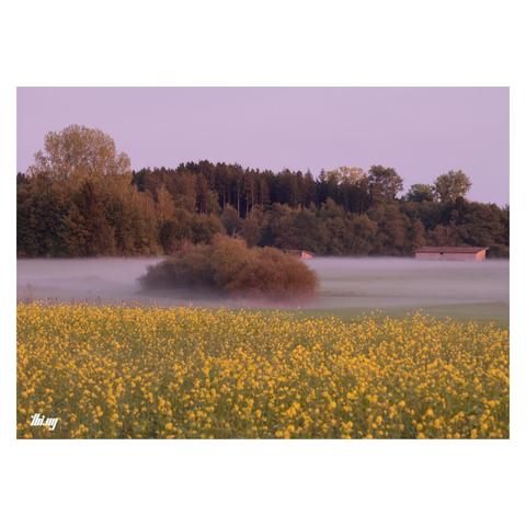 Some fields of yellow rapeseed flowers and meadows near the edge of a forest. Fog forming in mid-distance. Some wooden sheds near the forest. Purple post-sunset sky.