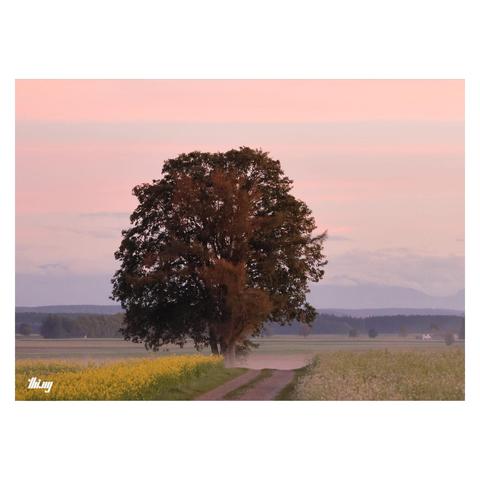 Path leading through fields past a single old large tree into the distance against a pink/red sky. Faint silhouettes of the Alps and low hanging clouds in the background.