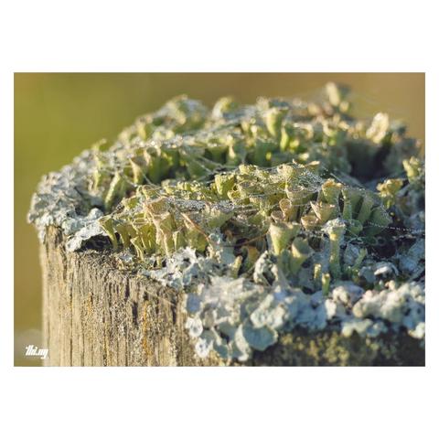 Close-up photo of different types of lichen growing on an old wooden fence post. Some small spider webs with dew drops draped over. Warm morning light.