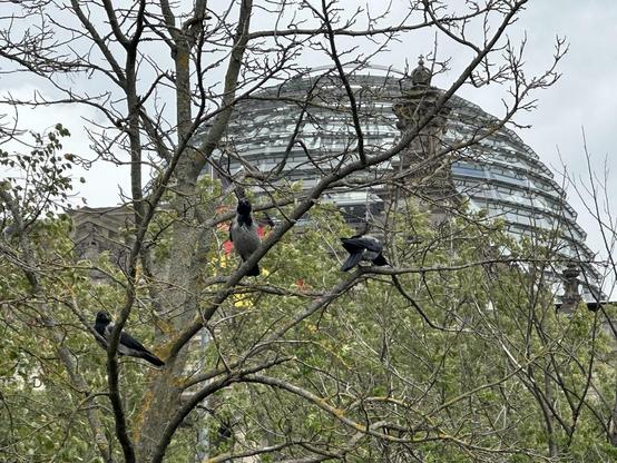 Three hooded crows in a small tree without leaves with the dome of the German parliament in the background
